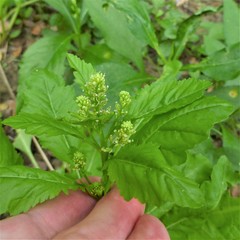 Rorippa sessiliflora