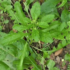 Rorippa sessiliflora