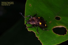 Eumorphus tetraspilotus