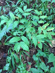 Prosartes lanuginosa