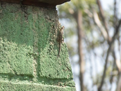 Sceloporus grammicus