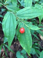 Prosartes lanuginosa
