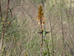 Cynanthus latirostris