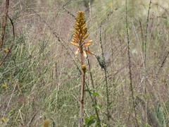 Cynanthus latirostris