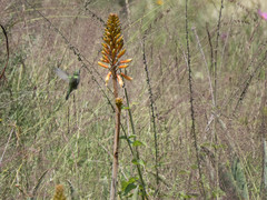 Cynanthus latirostris