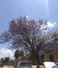 Jacaranda mimosifolia