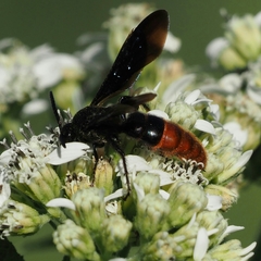 Scolia dubia haematodes