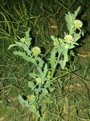 Acicarpha tribuloides