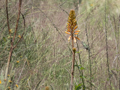 Cynanthus latirostris