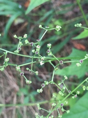 Chenopodiastrum simplex