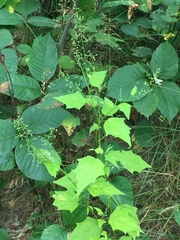 Chenopodiastrum simplex