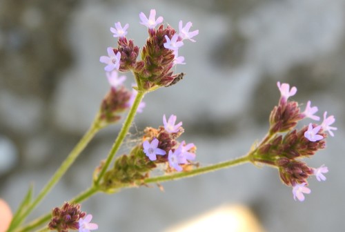 Brazilian Vervain
