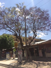 Jacaranda mimosifolia