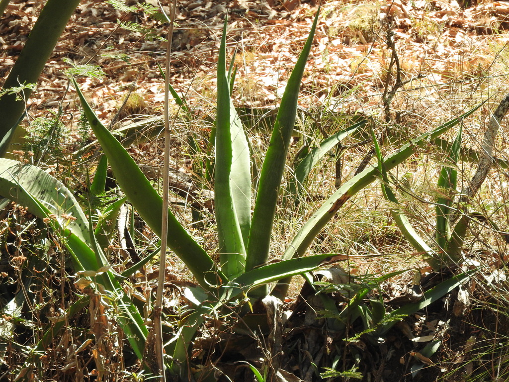 Agave salmiana, Moroleón, Guanajuato, Mexico