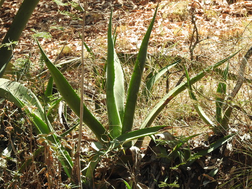 Agave salmiana