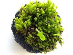 Leucobryum aduncum