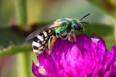 Agapostemon virescens