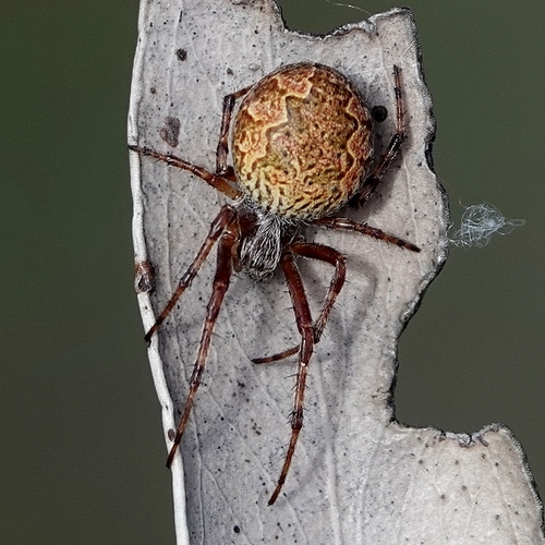 Sooty Orbweaver photo 4