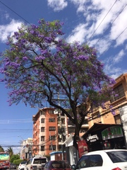 Jacaranda mimosifolia