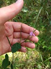 Desmodium obtusum