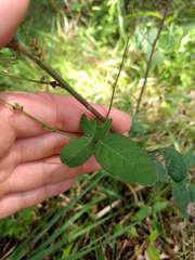Desmodium obtusum