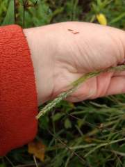 Muhlenbergia frondosa
