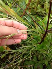 Muhlenbergia frondosa