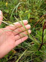Muhlenbergia frondosa