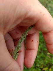 Muhlenbergia frondosa
