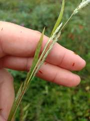 Muhlenbergia frondosa