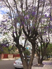 Jacaranda mimosifolia