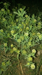Acicarpha tribuloides