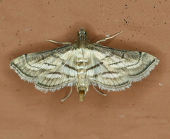 Marasmia trapezalis