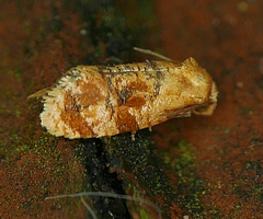 Cochylis bucera