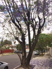 Jacaranda mimosifolia