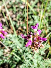 Dalea frutescens
