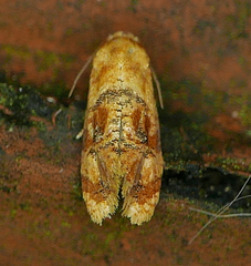 Cochylis bucera