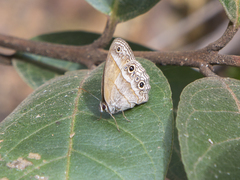 Euptychiina
