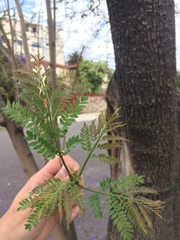 Jacaranda mimosifolia