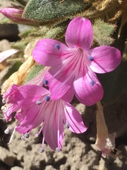 Collomia debilis