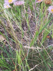Erigeron glabellus pubescens