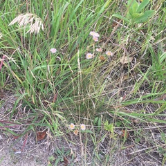 Erigeron glabellus pubescens