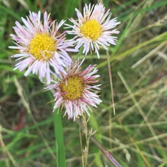 Erigeron glabellus pubescens