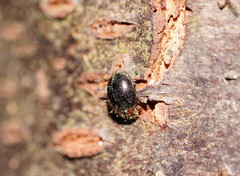 Scymnodes difficilis