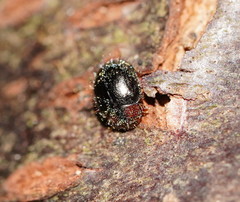 Scymnodes difficilis