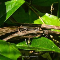 Emoia caeruleocauda