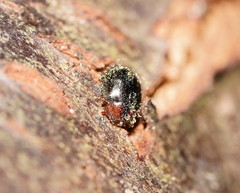 Scymnodes difficilis