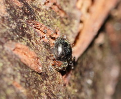 Scymnodes difficilis