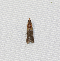 Moodna pallidostrinella