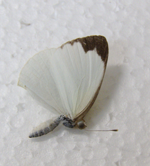 Elodina parthia